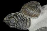 Trilobite Association (Kayserops, Phacopid, Metascutellum) #90720-5